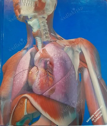 İçini Gör İnsan Vücudu